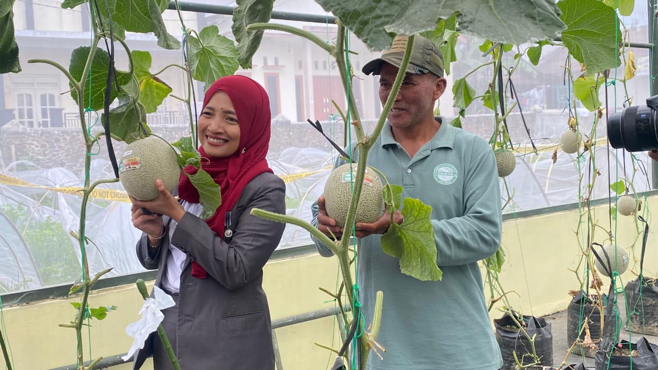 panen-melon-varietas-new-ceria-dan-pembukaan-wisata-petik-di-desa-kembaran